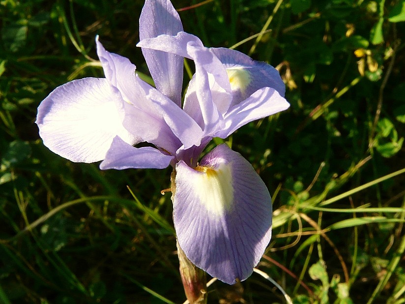 Moraea sisyrinchium / Giaggiolo dei poveretti